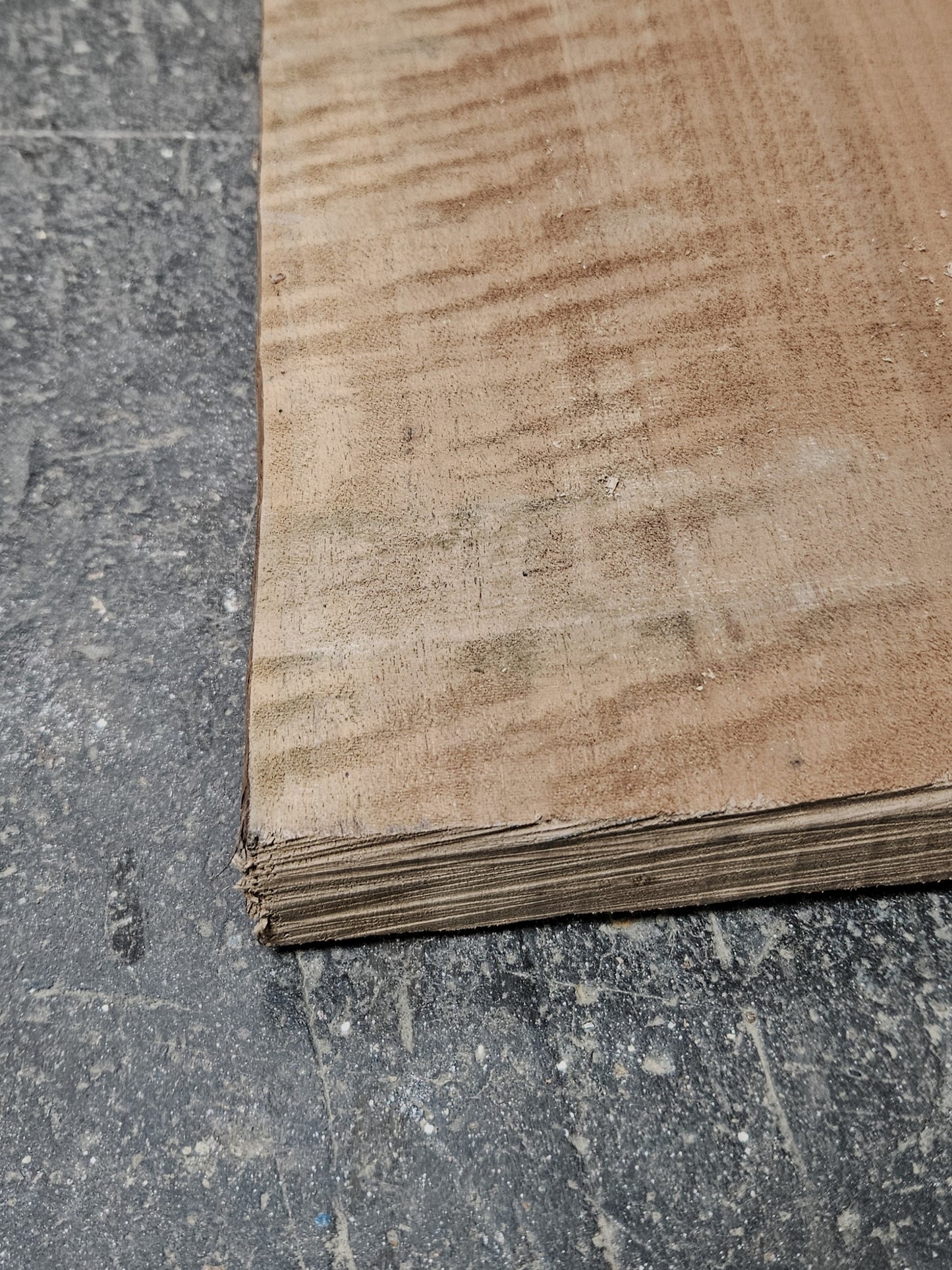 Nussbaum europ. 32mm