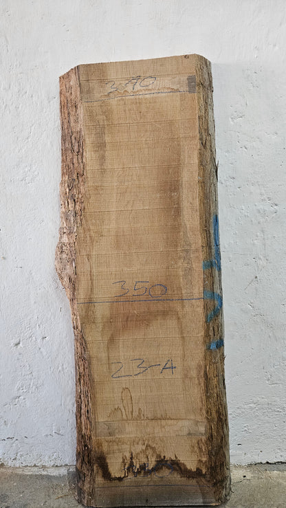 Eiche europ. 52mm