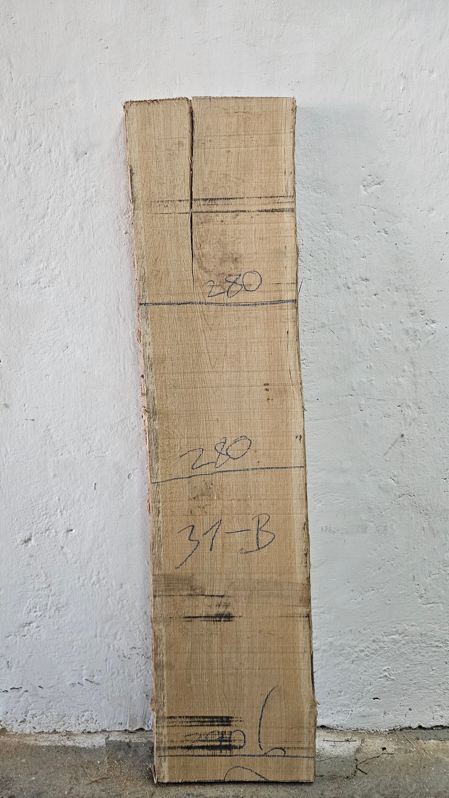 Eiche europ. 32mm