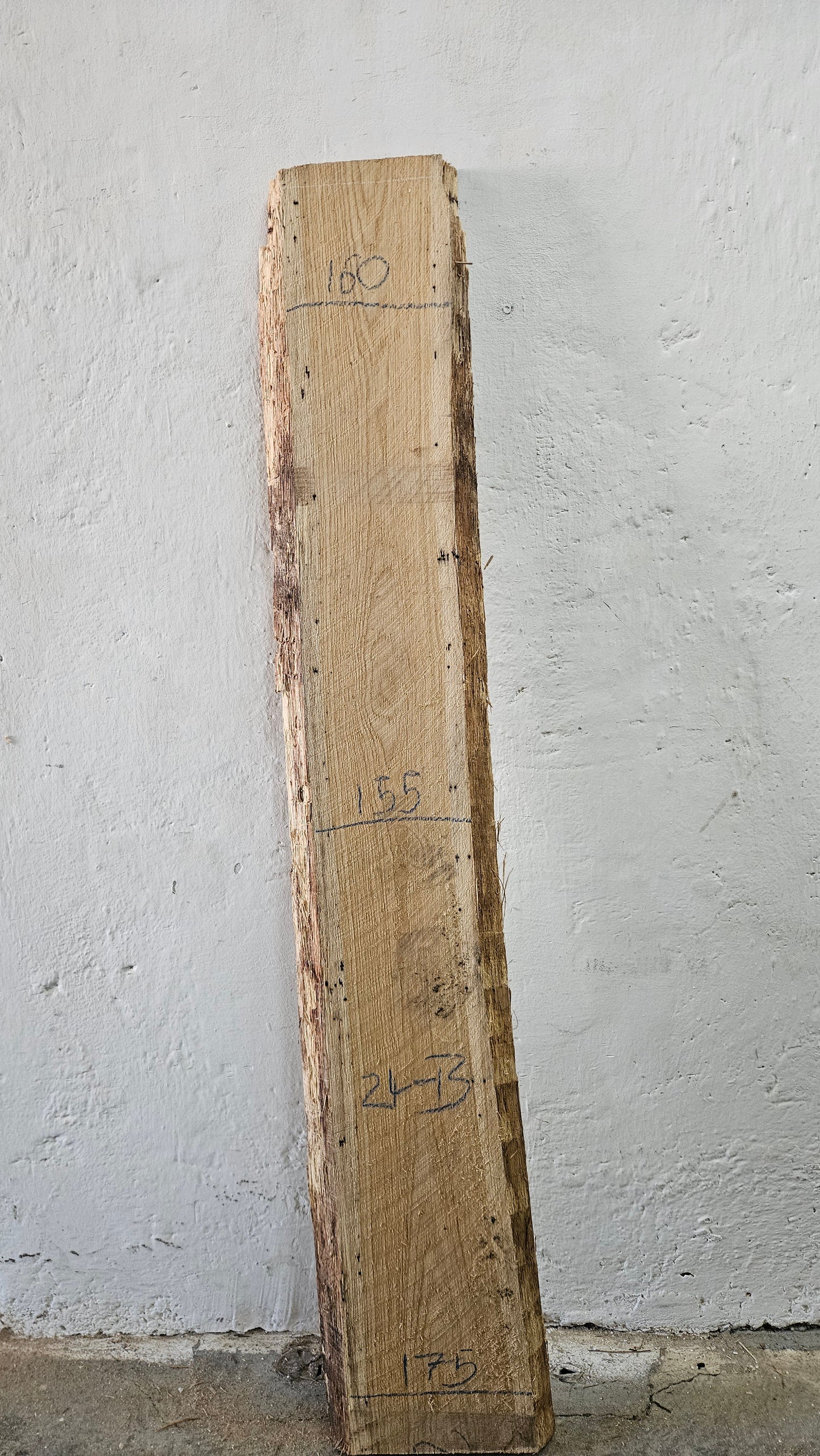 Eiche europ. 32mm
