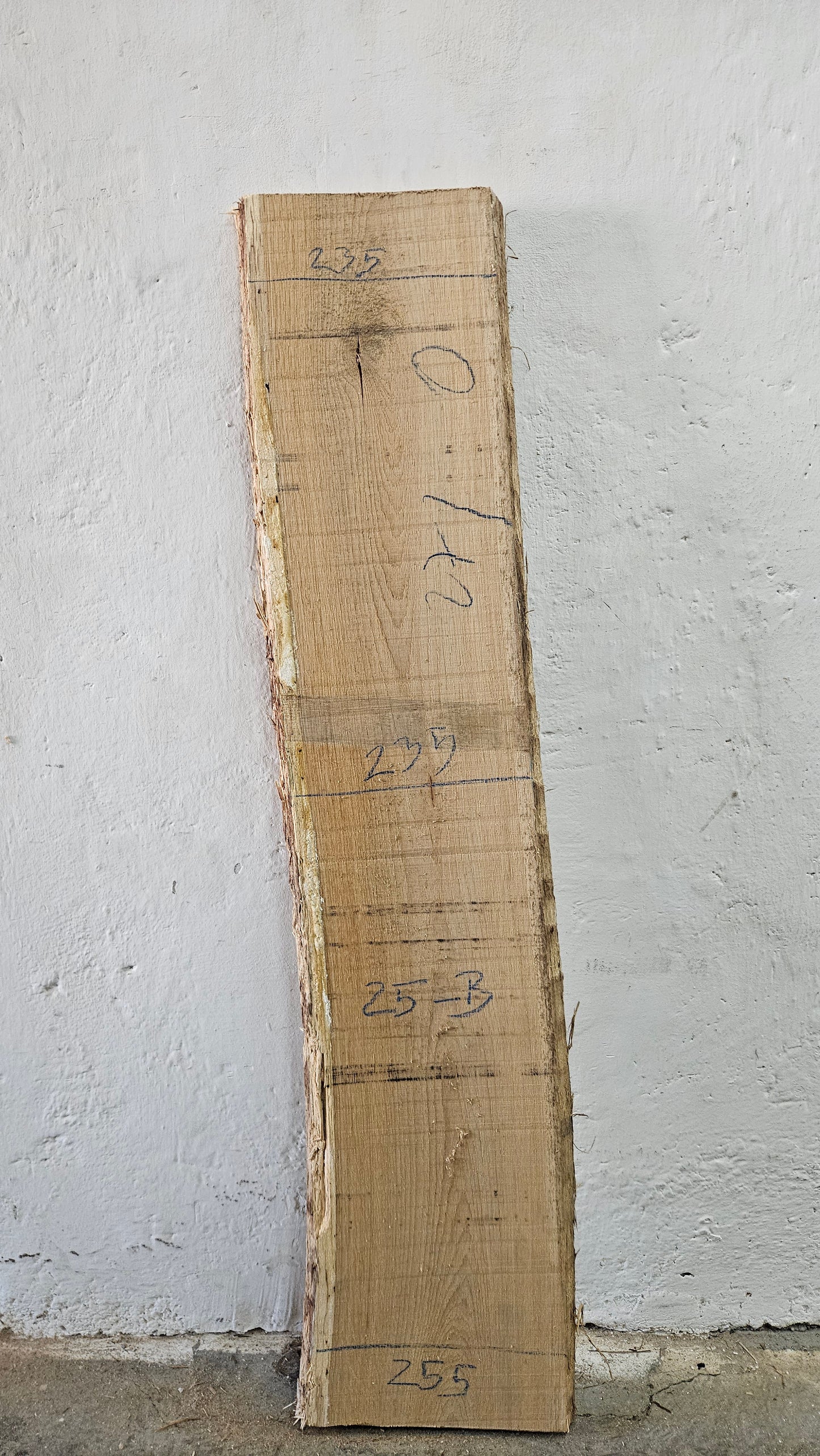 Eiche europ. 32mm