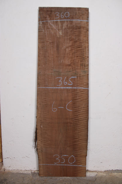 Nussbaum europ. 32mm