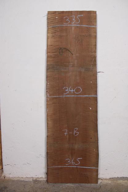 Nussbaum europ. 32mm