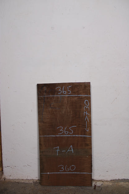 Nussbaum europ. 32mm